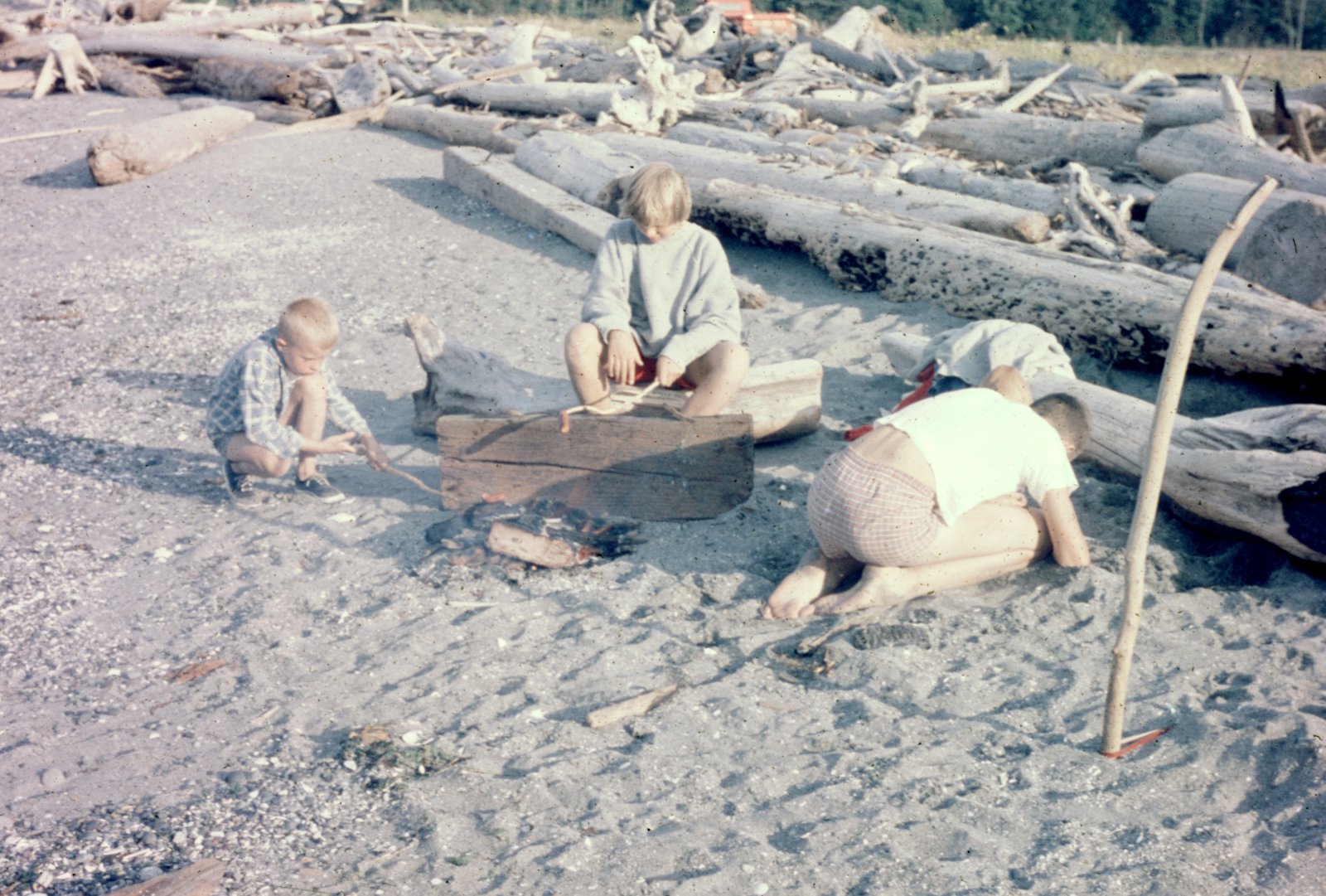 Beachcombing Among the Driftwood