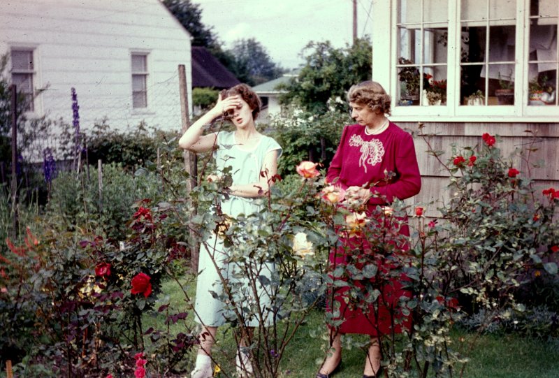 Among the Roses