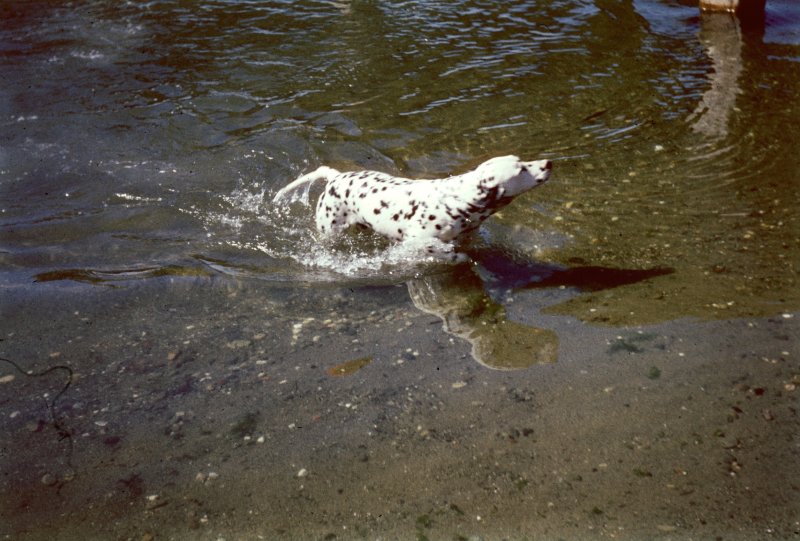 The Dalmatian Swims