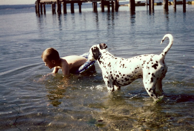 Swimming with the Dog