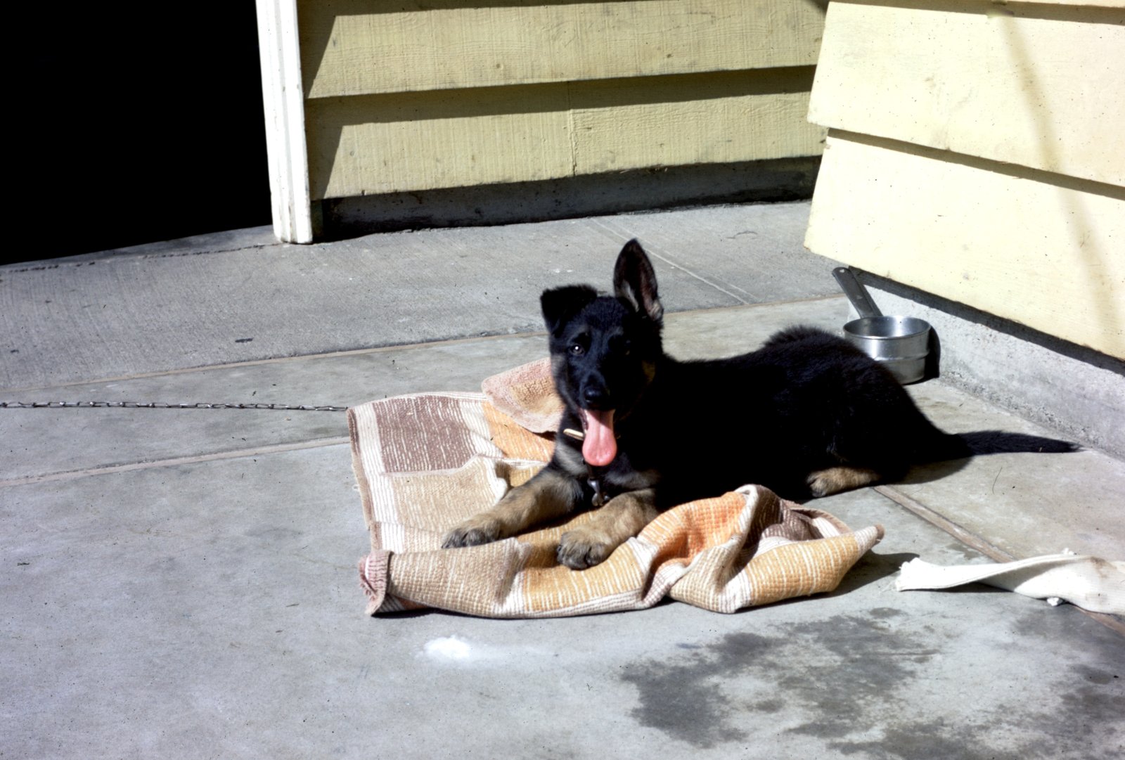 The Shepherd Puppy