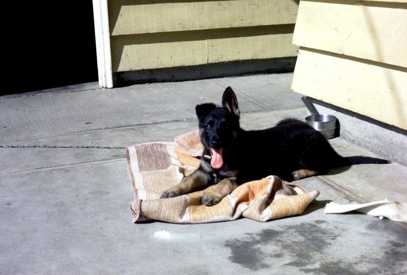 The Shepherd Puppy