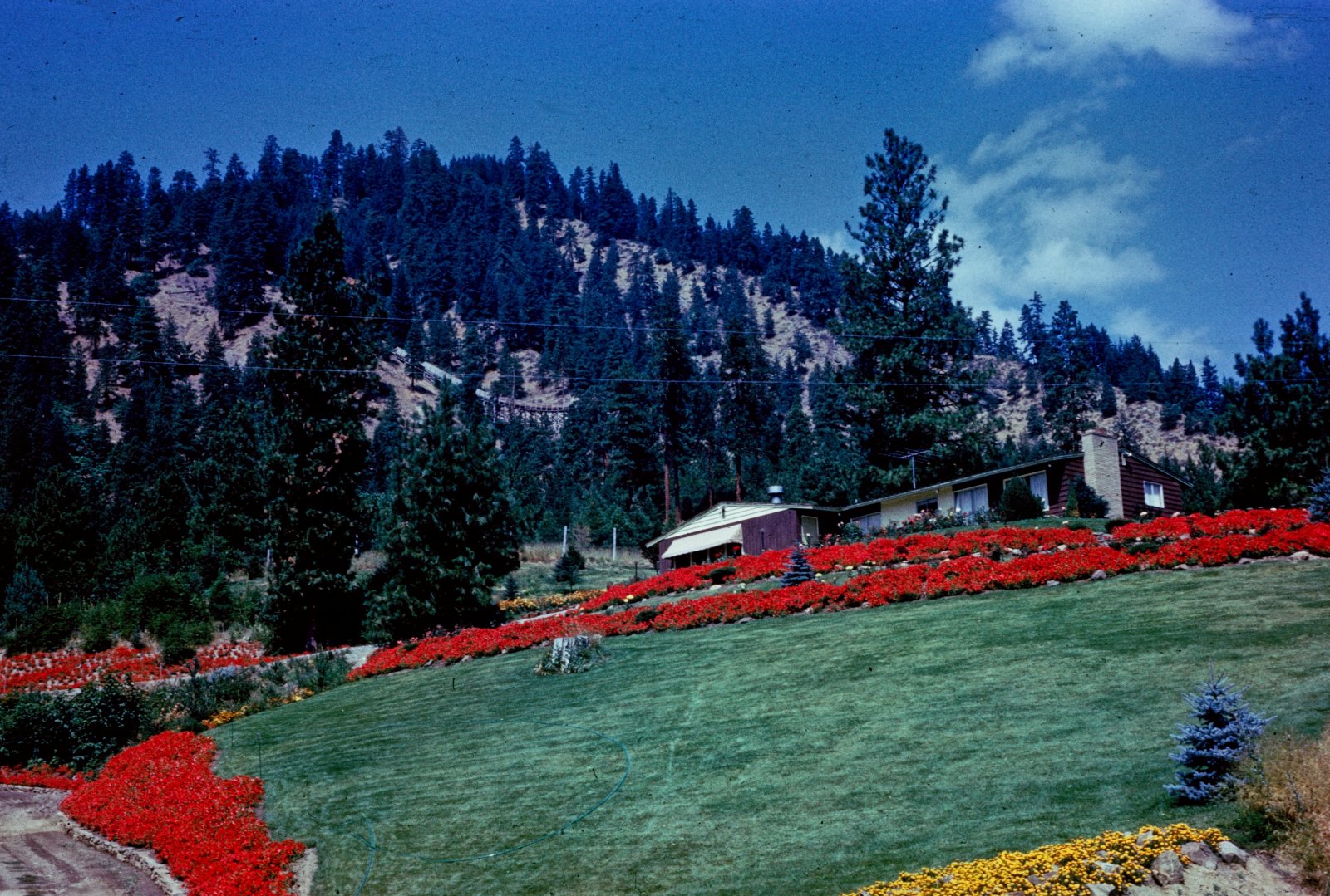 The Flower Hillside