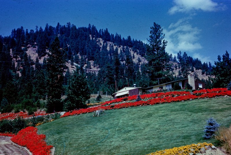 The Flower Hillside