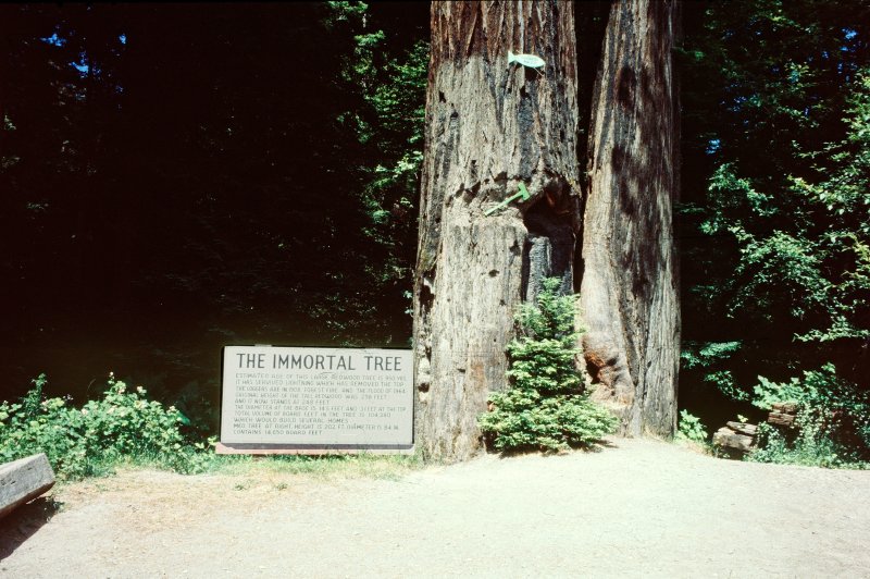 The Immortal Tree