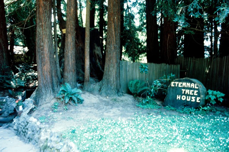 Eternal Tree House
