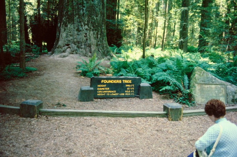 Founder's Tree