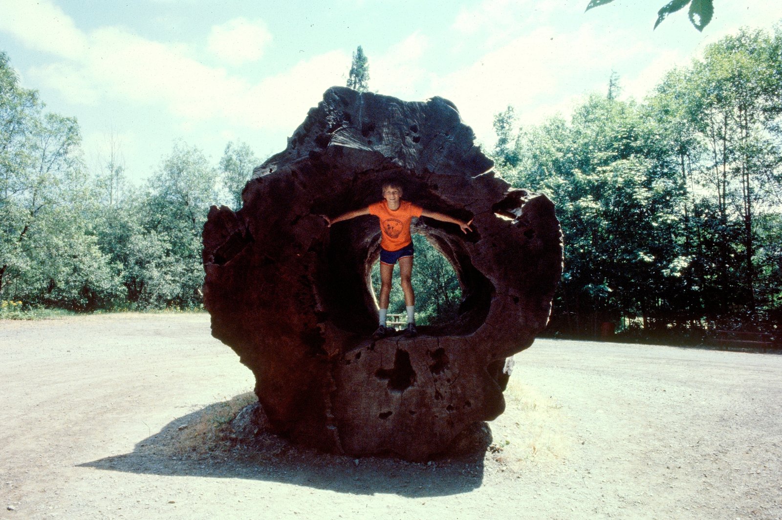 Hollow redwood log at Ancient Redwoods RV Park