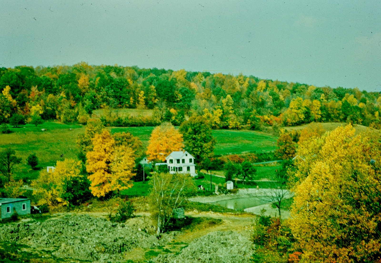 Foliage