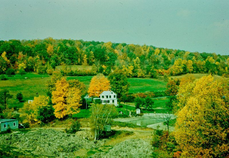 Foliage