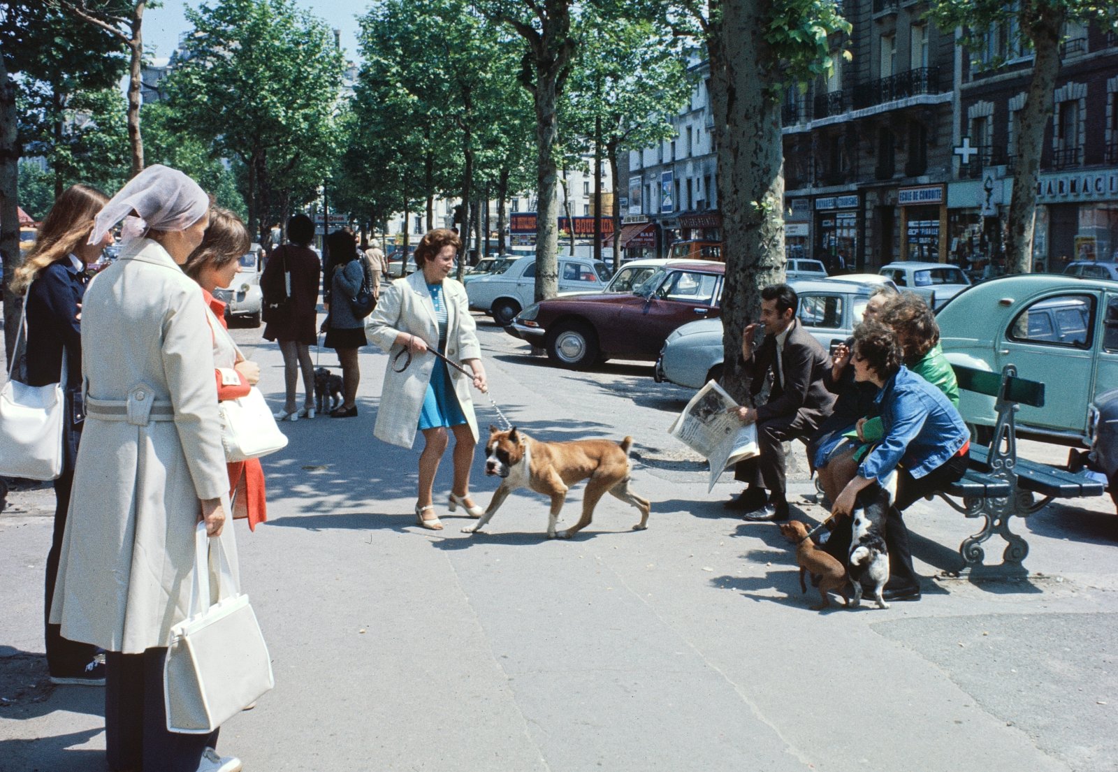 Boxer on the Boulevard