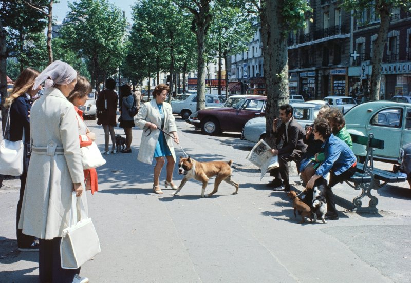 Boxer on the Boulevard