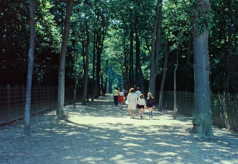 The Shaded Allée