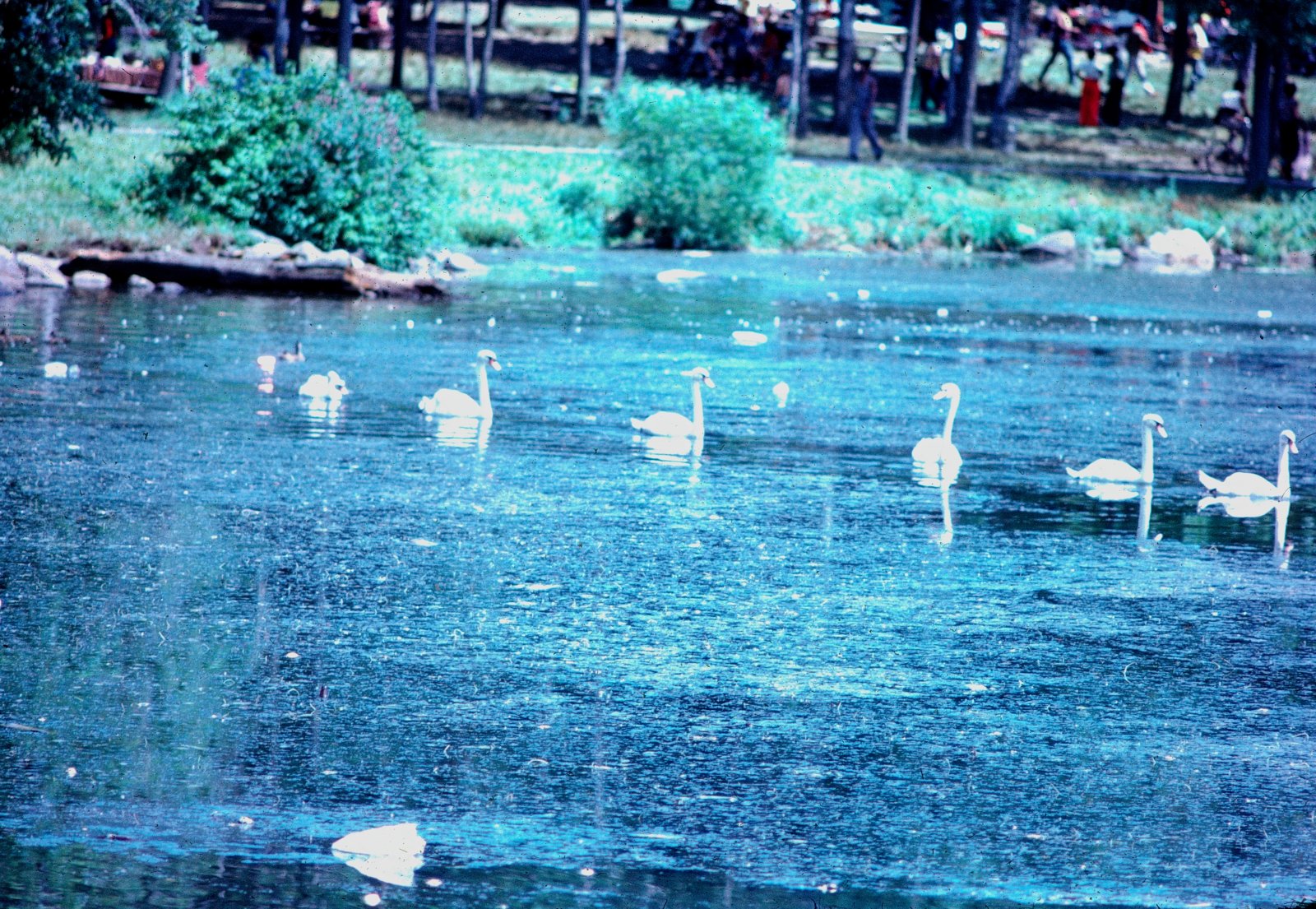 Swans on the Pond