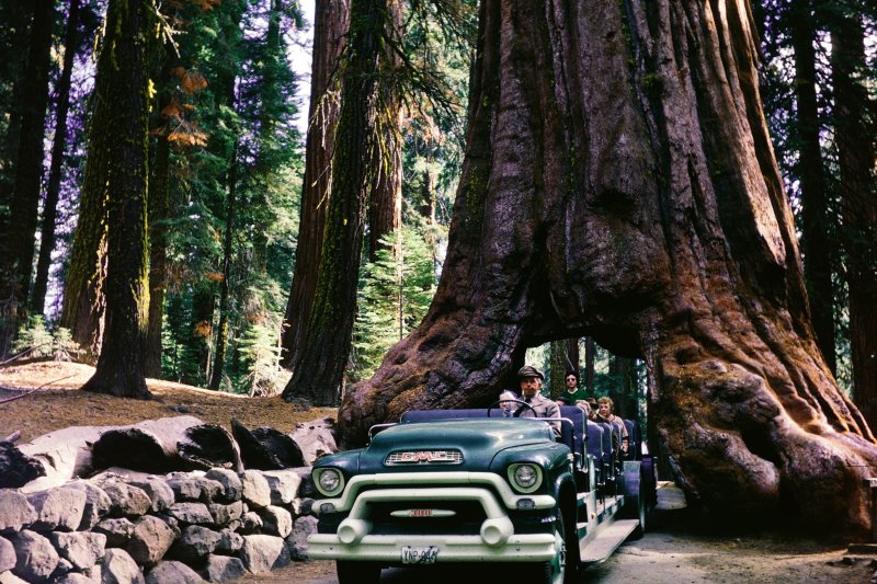 Through the Tunnel Tree