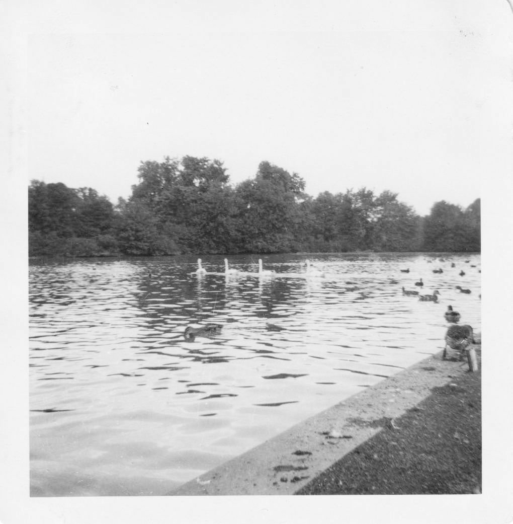 Swans on the Pond