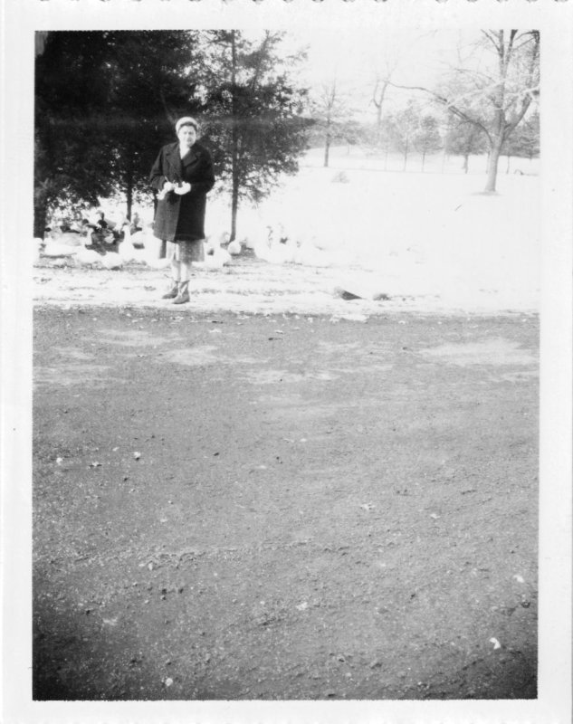 Feeding the Ducks in Winter