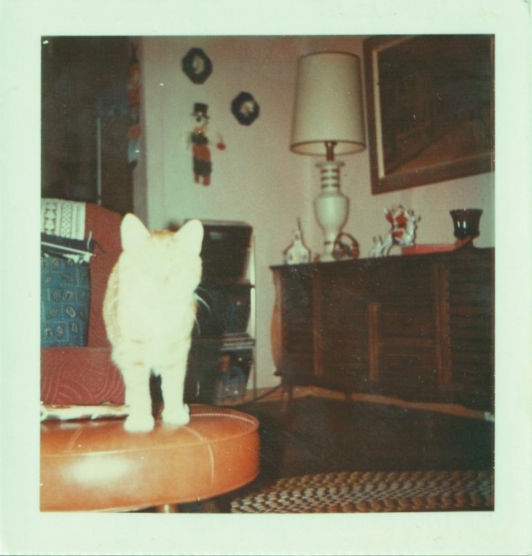 The Cat on the Ottoman