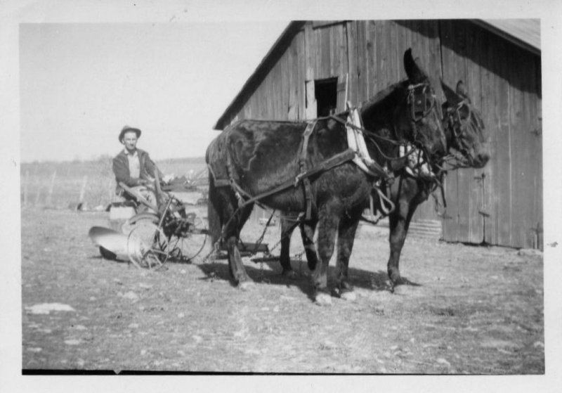 William Nunn and His Mule Team