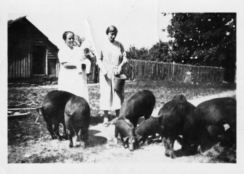 Belle Nunn's Hog Crop