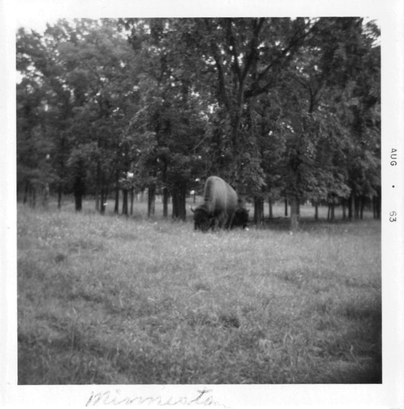 Bison in Minnesota