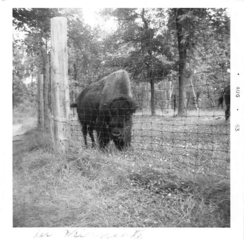 Buffalo at the Fence