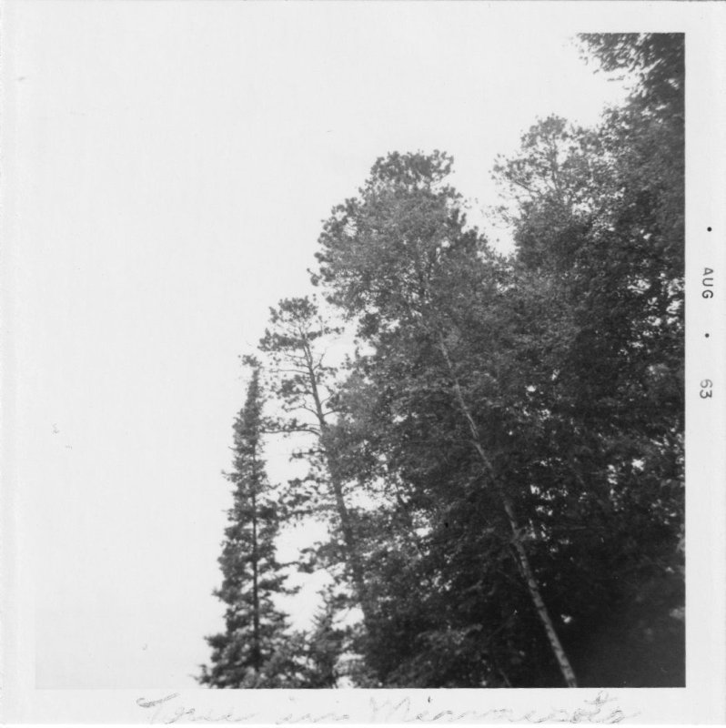 Tall Pines in Minnesota